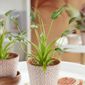 Alocasia Tiny Dancer - Alocasia Tiny Dancer - Willemse