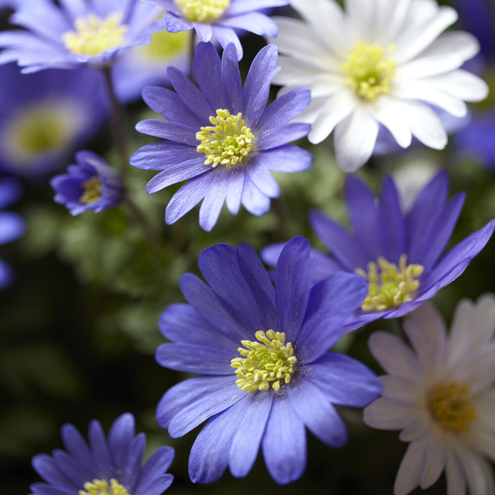 Anemone blanda - 20 Anémones de Grèce - Anémone