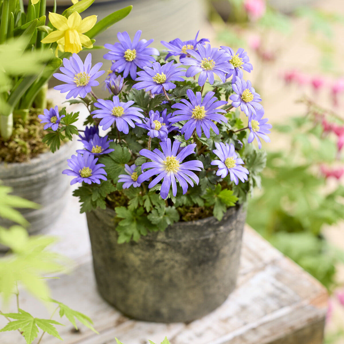 20 Anémones de Grèce - Anemone blanda - Willemse