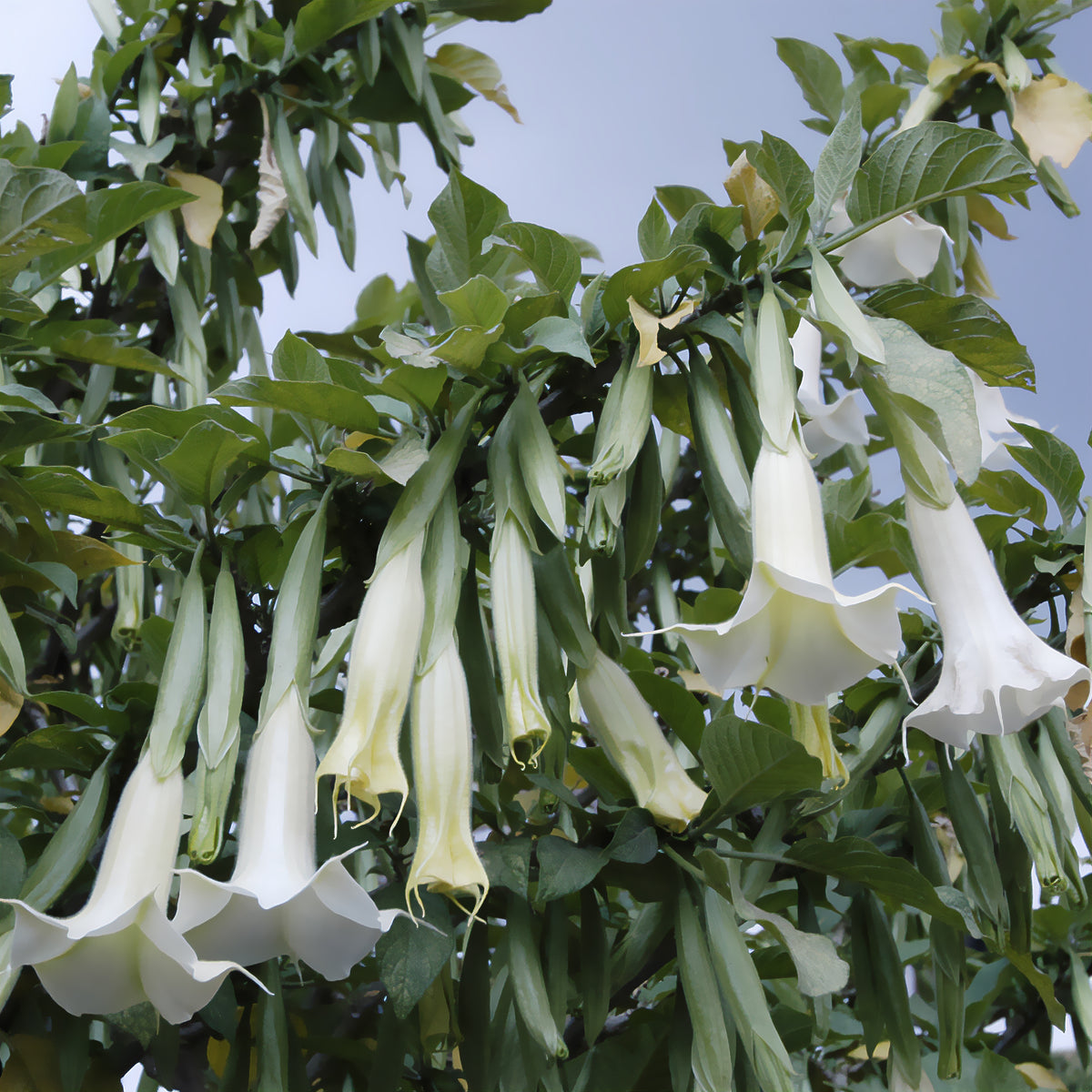 Brugmansia blanc - Brugmansia arborea - Willemse