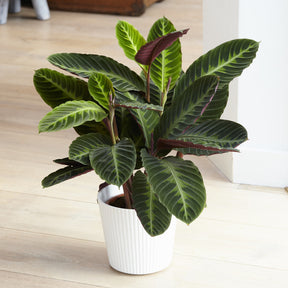 Calathéa Warscewiczii - Calathea warscewiczii - Willemse