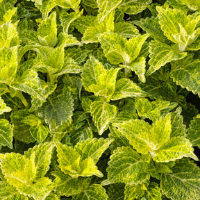 Coleus Electric Lime - Coleus Electric Lime - Willemse