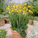 10 Crocosmia George Davidson - Willemse