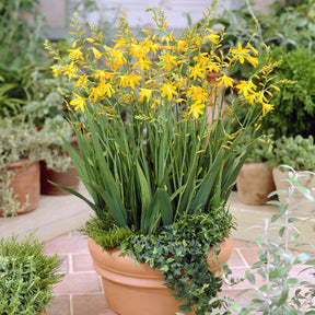 10 Crocosmia George Davidson - Willemse