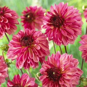 Dahlia Bacardi - 3 Dahlias décoratifs Bacardi - Dahlia