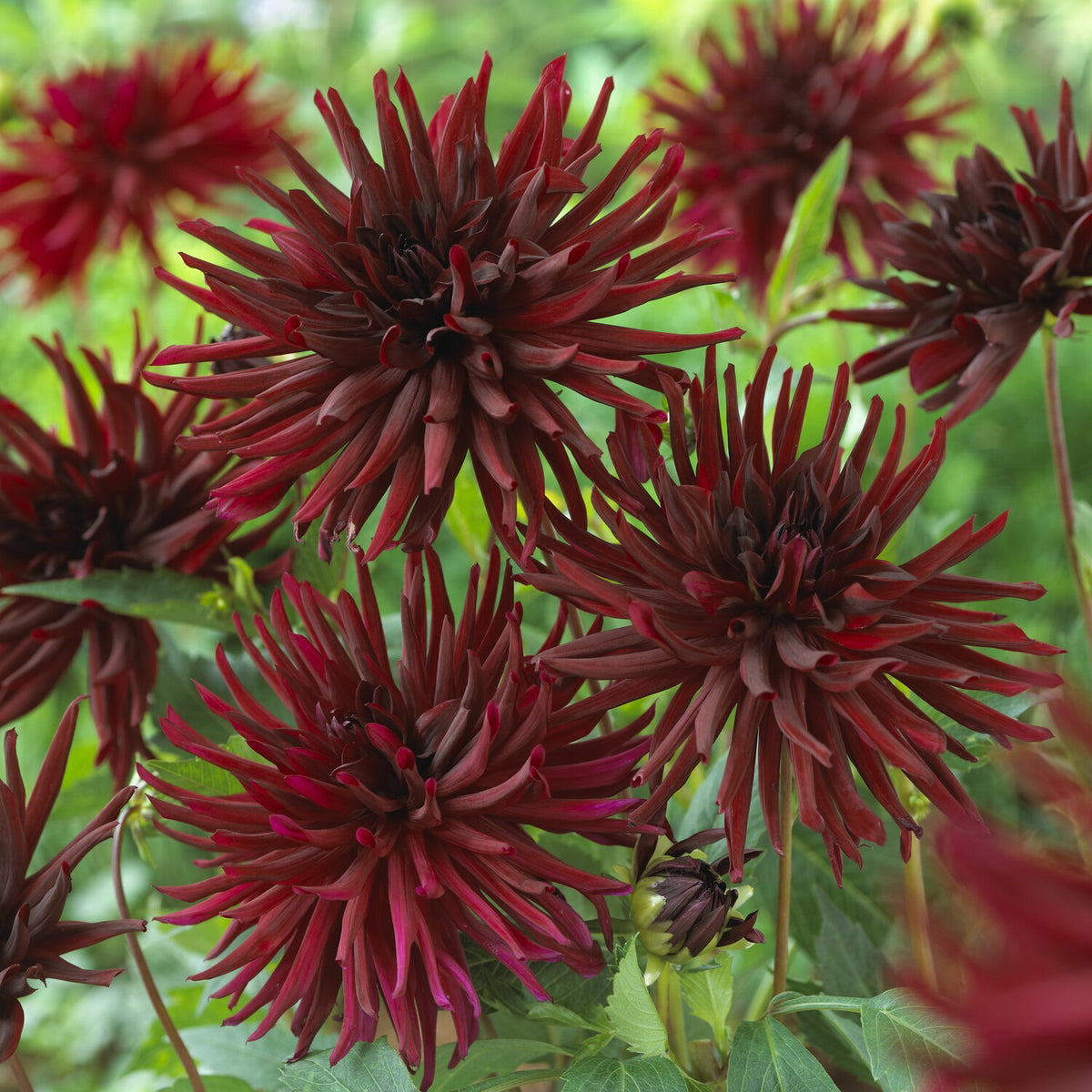 3 Dahlias cactus Black Narcissus - Willemse