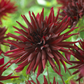 3 Dahlias cactus Black Narcissus - Dahlia Black Narcissus - Willemse