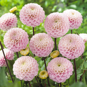 Dahlia ball Wizard of Oz - Willemse