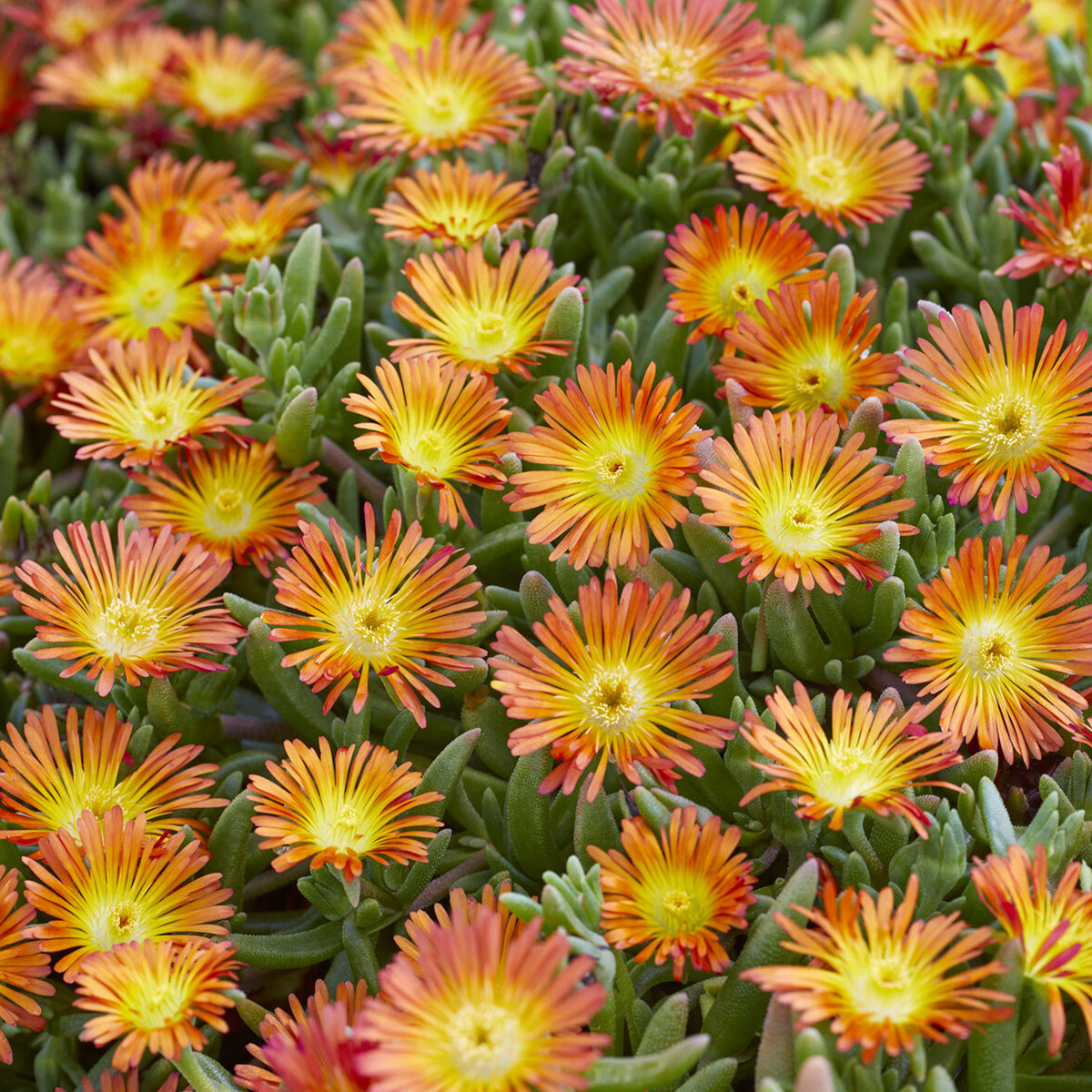 Delosperma Wheels of Wonder® Orange - Willemse