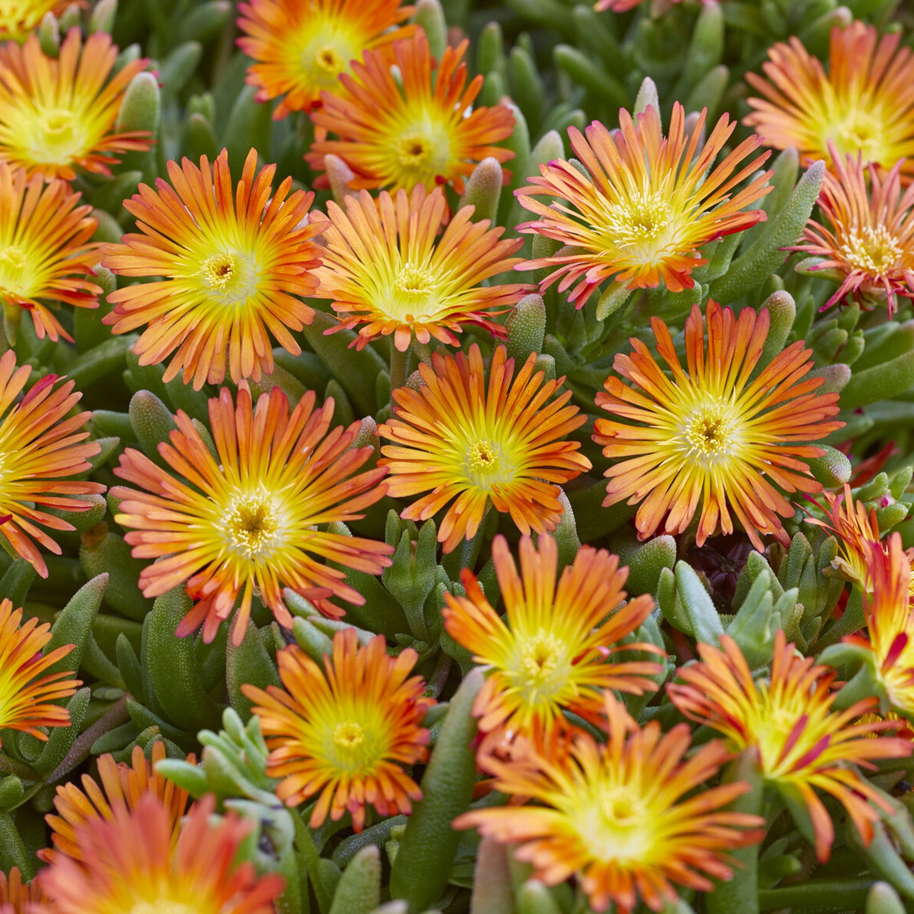 Delosperma Wheels of Wonder® Orange - Delosperma Wheels of Wonder® Orange - Delosperma