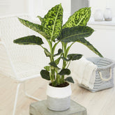 Dieffenbachia Reflector - Willemse