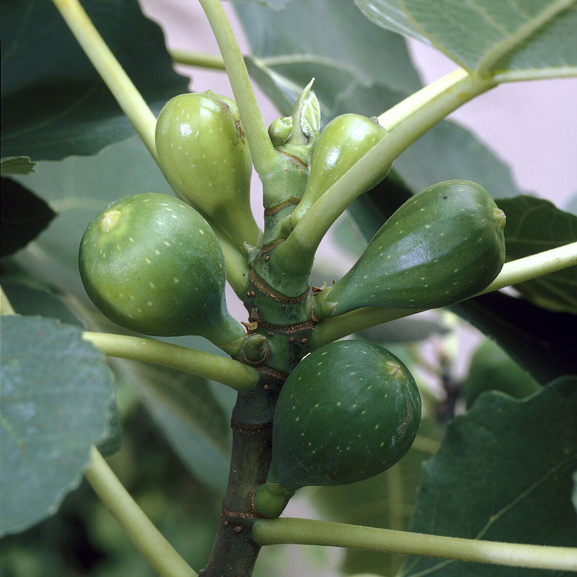 Ficus carica Goutte d'Or - Figuier Goutte d'Or - Figuier