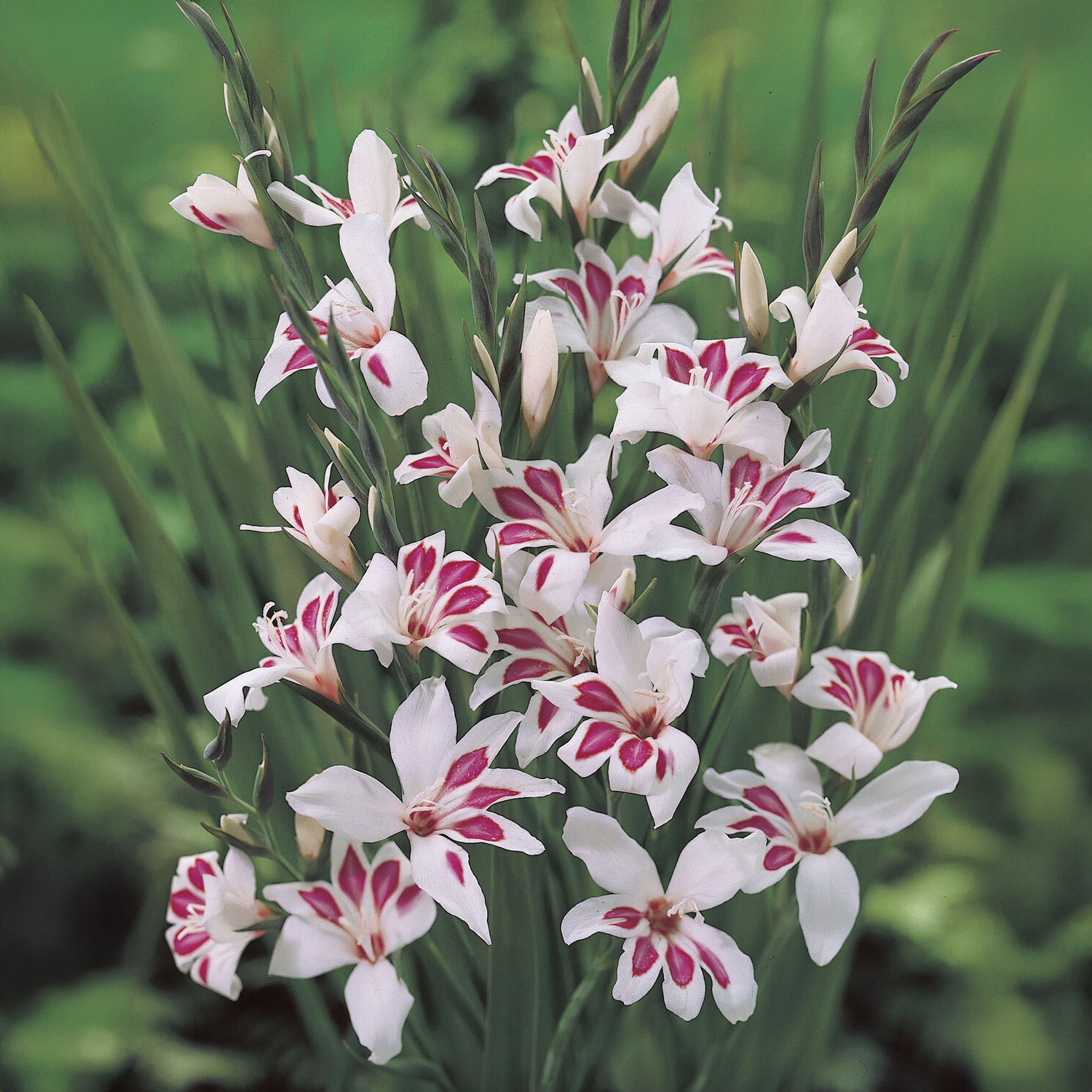 Gladiolus nanus Prins Claus - 15 Glaïeuls nains Prins Claus - Glaïeul