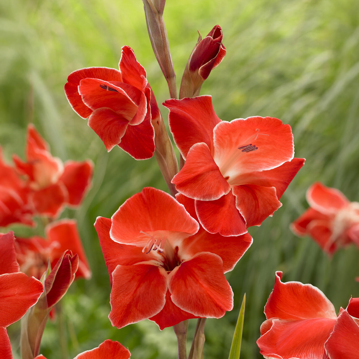 15 Glaïeuls nains Atom - Gladiolus primulinus Atom - Willemse