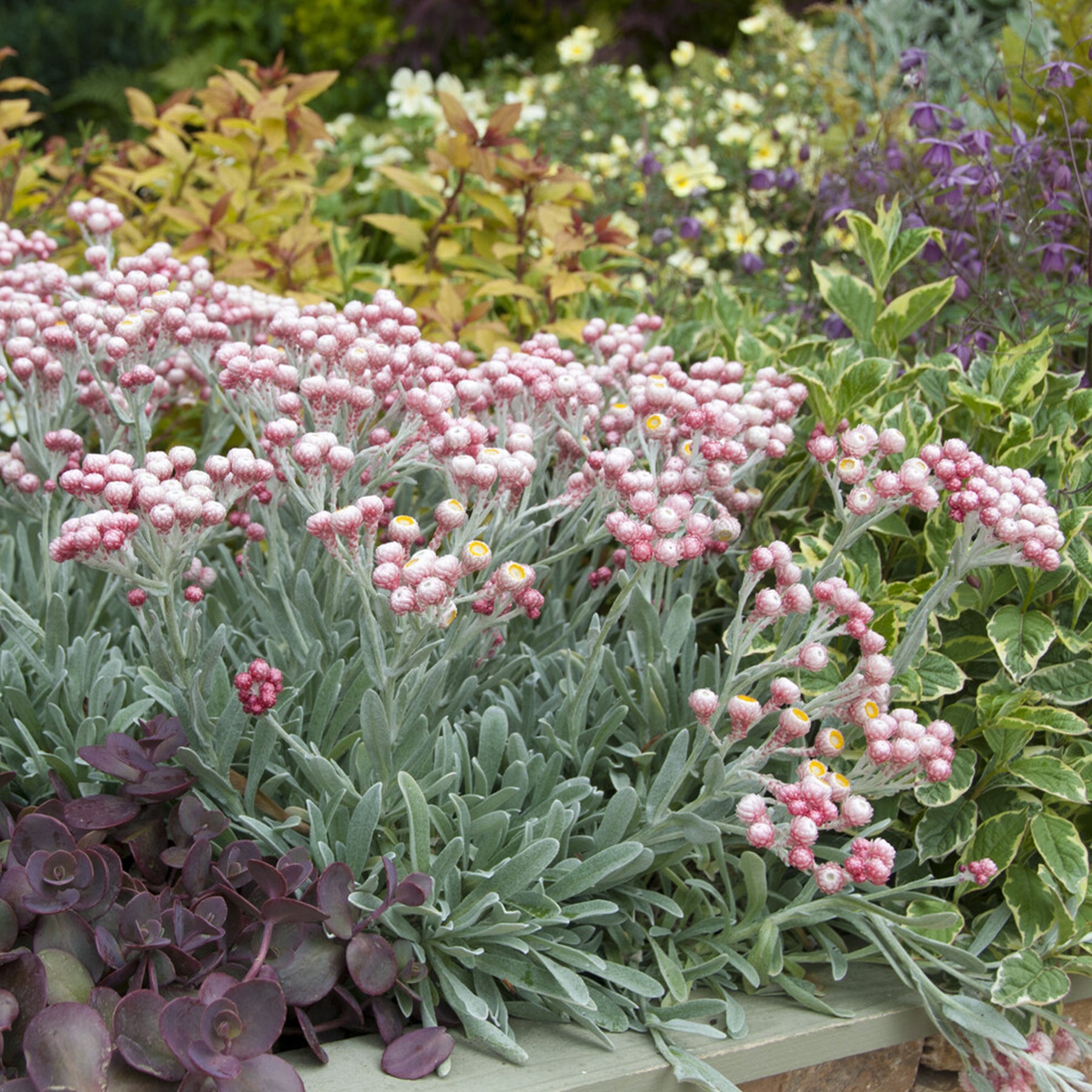 Helichrysum amorginum Ruby Cluster ® - Immortelle de corse Runy Cluster - Immortelle