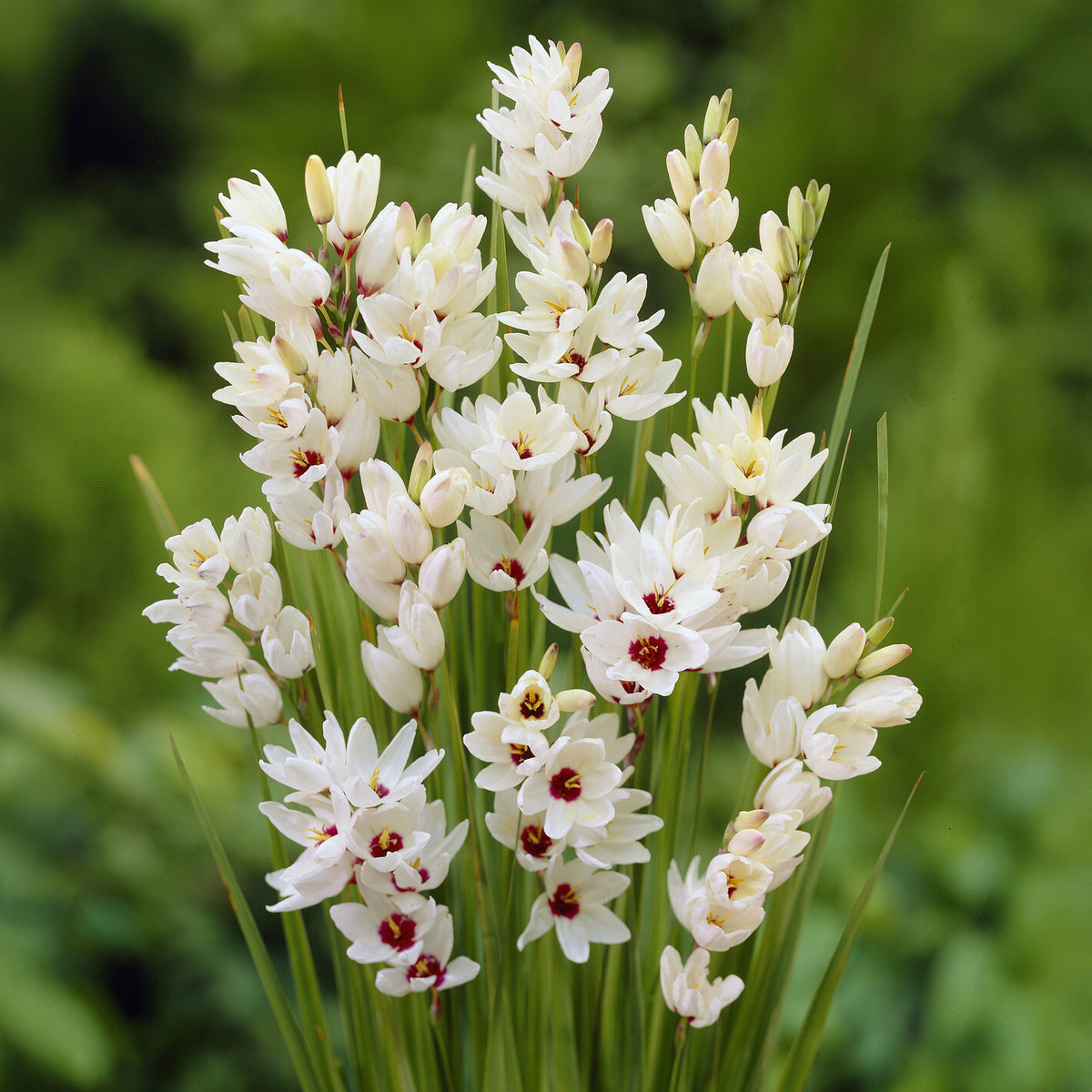 25 Lis des blés - Ixia Giant - Ixia Giant - Willemse