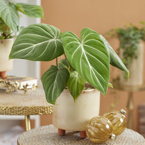 Philodendron Gloriosum - Willemse