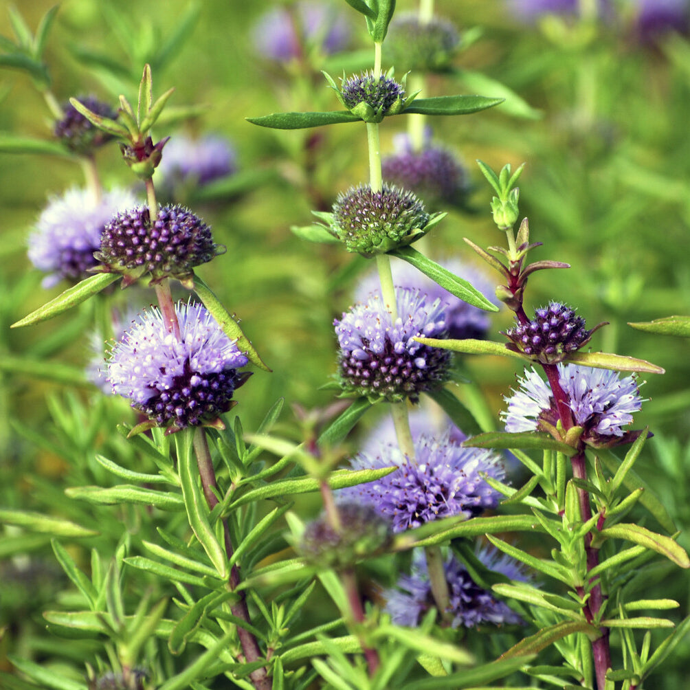 Preslia cervina - Menthe des cerfs - Plantes de berges