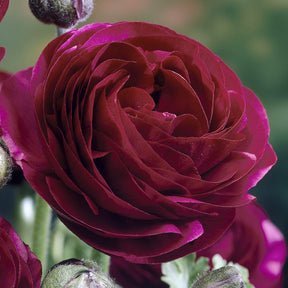 10 Renoncules Pauline Violet - Ranunculus Pauline Violet - Willemse