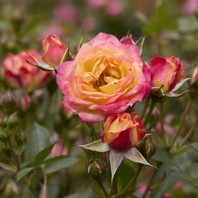 Rosier miniature Little Sunset® - Rosa Little Sunset® - Willemse