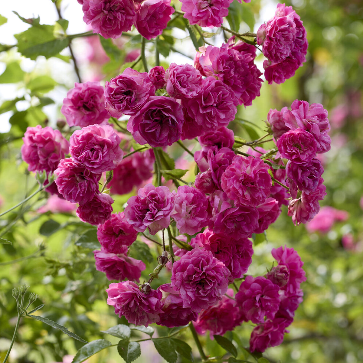 Rosier Super Excelsa® grimpant - Rosa Super Excelsa® - Willemse