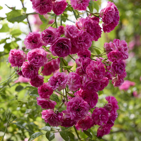 Rosier Super Excelsa® grimpant - Rosa Super Excelsa® - Willemse