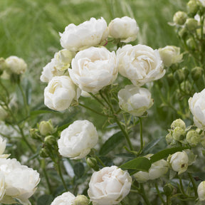 Rosier Fête des Mères blanc - Willemse