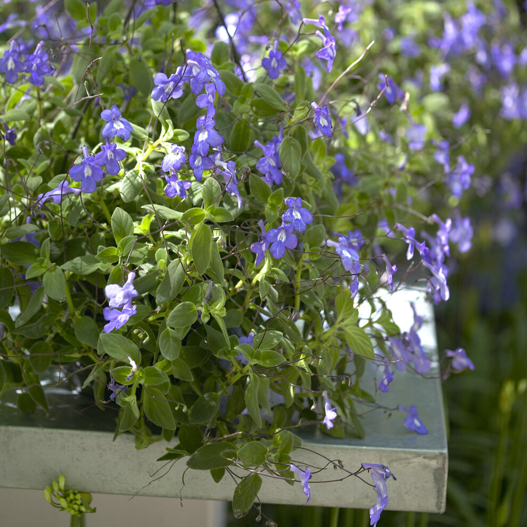 Streptocarpus saxorum - Primevère du Cap - Balcon et terrasse