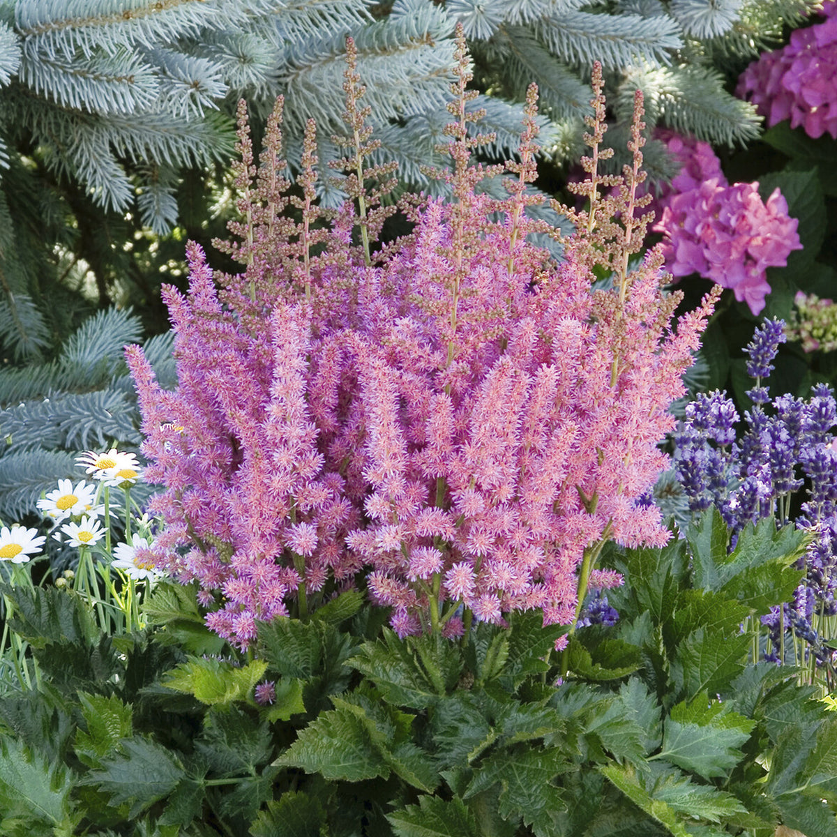 Astilbe  Vision in Pink - Willemse