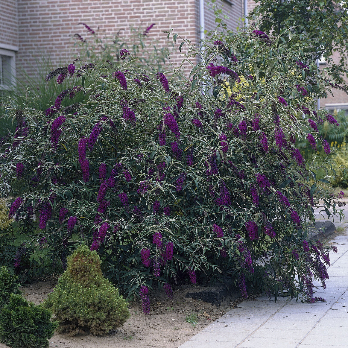 Arbre à papillons Black Knight - Buddleja davidii Black Knight - Willemse