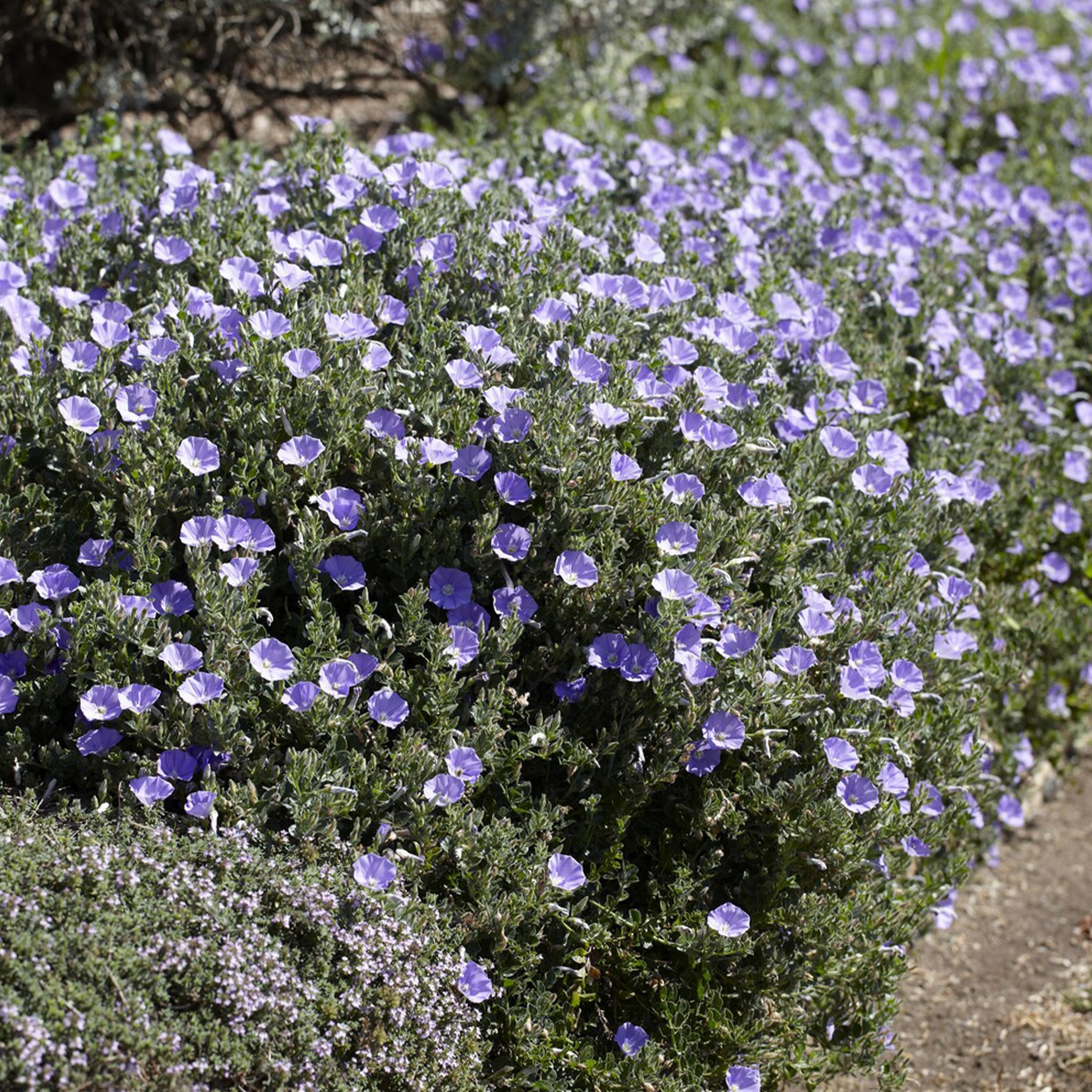 Convolvulus sabatius Compacta - Liseron de Mauritanie Compacta - Vivaces couvre-sol