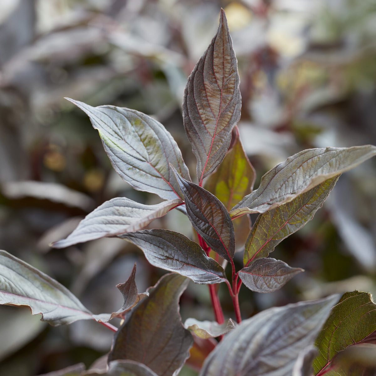 Cornouiller blanc Nightfall® - Cornus alba Nightfall® - Willemse