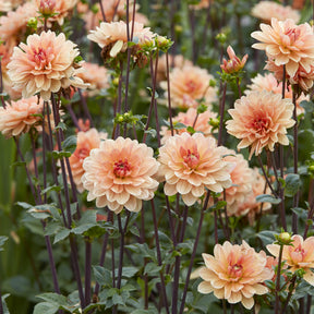 Dahlia décoratif Apricot Desire - Dahlia Apricot Desire - Willemse