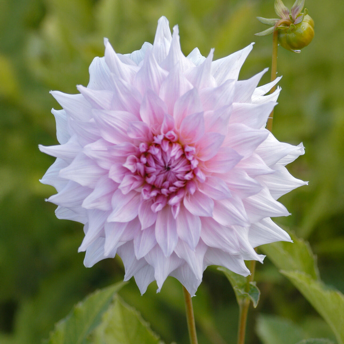 Dahlia à grandes fleurs Shiloh Noelle - Willemse