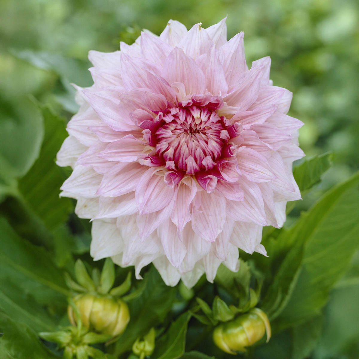 Dahlia à grandes fleurs Shiloh Noelle - Dahlia Shiloh Noelle - Willemse