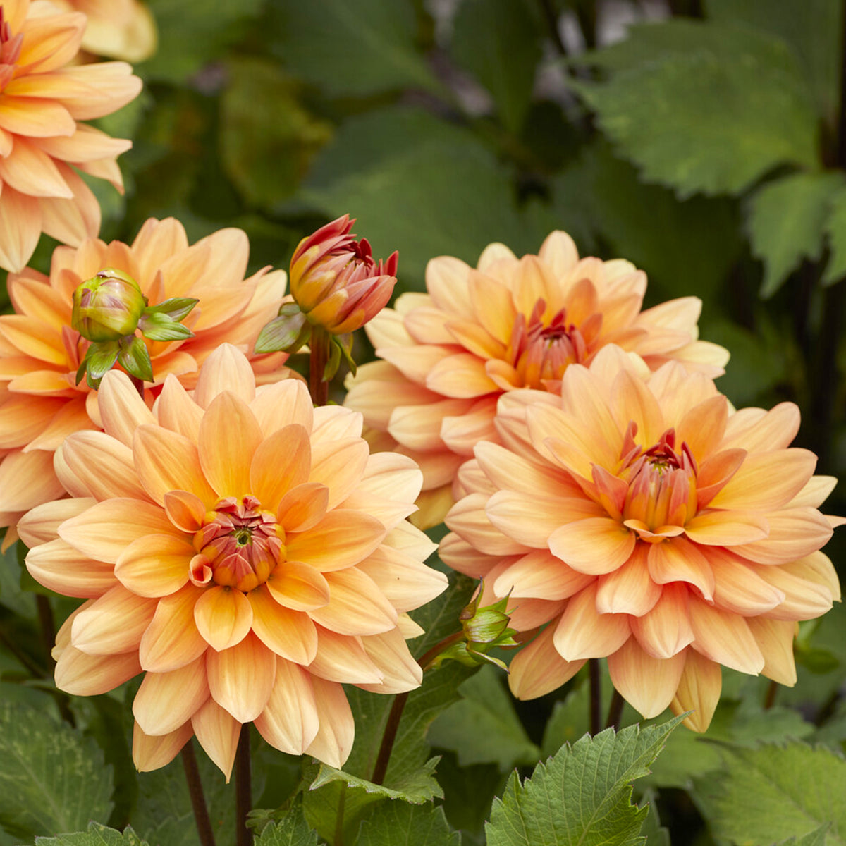 Dahlia décoratif Yelno Harmony - Willemse