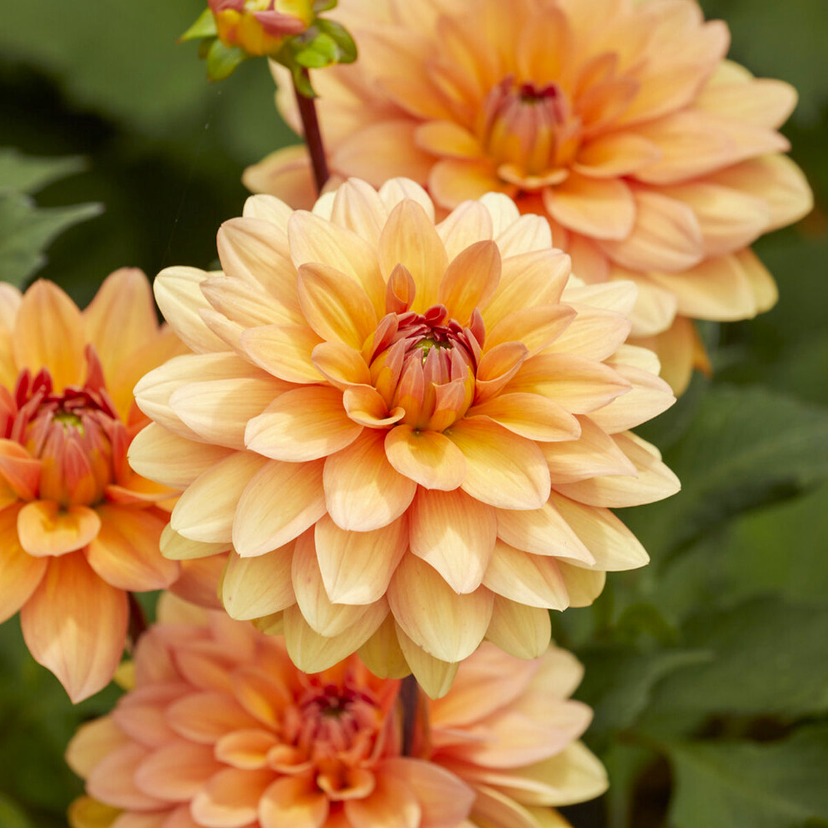 Dahlia décoratif Yelno Harmony - Dahlia Yelno Harmony - Willemse