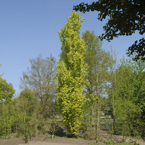 Fagus sylvatica Dawyck Gold - Hêtre fastigié Dawyck Gold - Hêtre