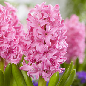 Hyacinthus orientalis Pink Pearl - Jacinthe Pink Pearl - Jacinthe