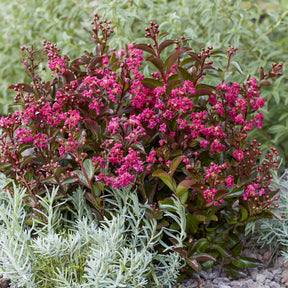 Lilas des Indes Berry Dazzle® - Willemse