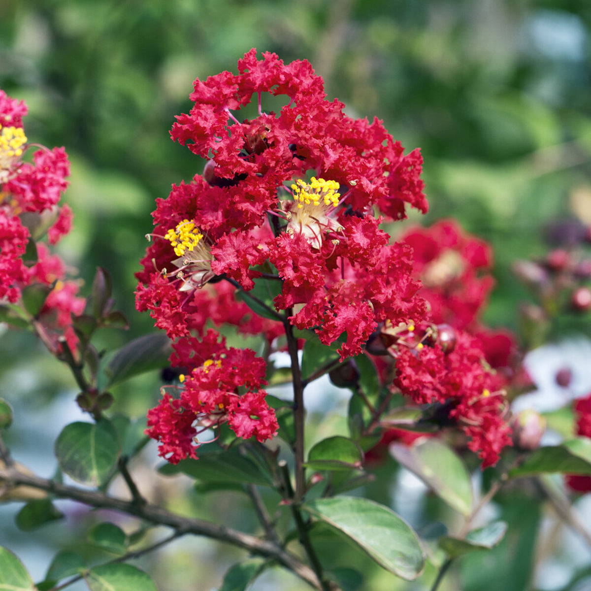 Lilas des Indes Red Rocket - Lagerstroemia indica Red Rocket - Willemse