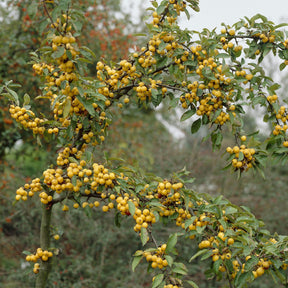 Pommier d'ornement Golden Hornet - Willemse