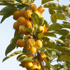 Pommier à fleurs - Pommier d'ornement Golden Hornet - Malus Golden Hornet