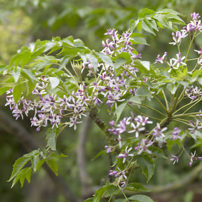 Melia azedarach - Margousier - Lilas de Perse - Arbres à fleurs