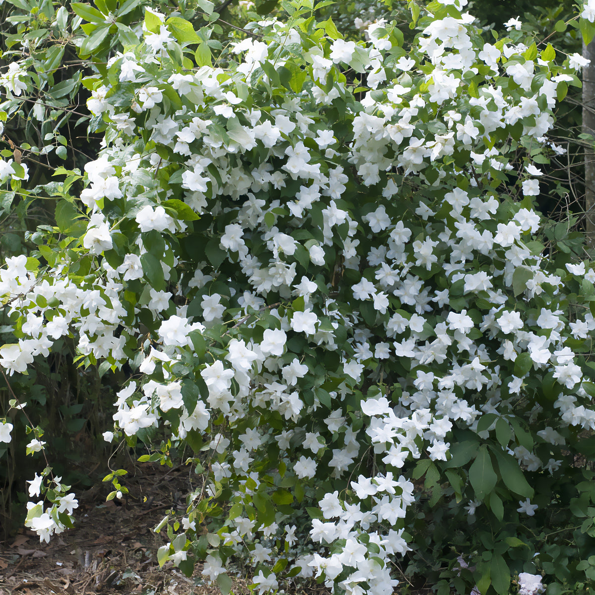 Seringat Natchez - Philadelphus - Willemse