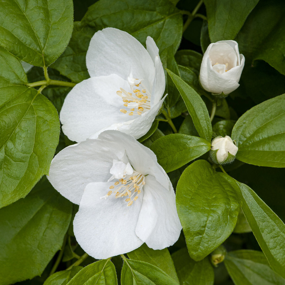 Seringat Natchez - Philadelphus - Philadelphus x virginalis Natchez - Willemse