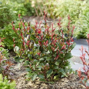 Photinia Little Red Robin - Willemse