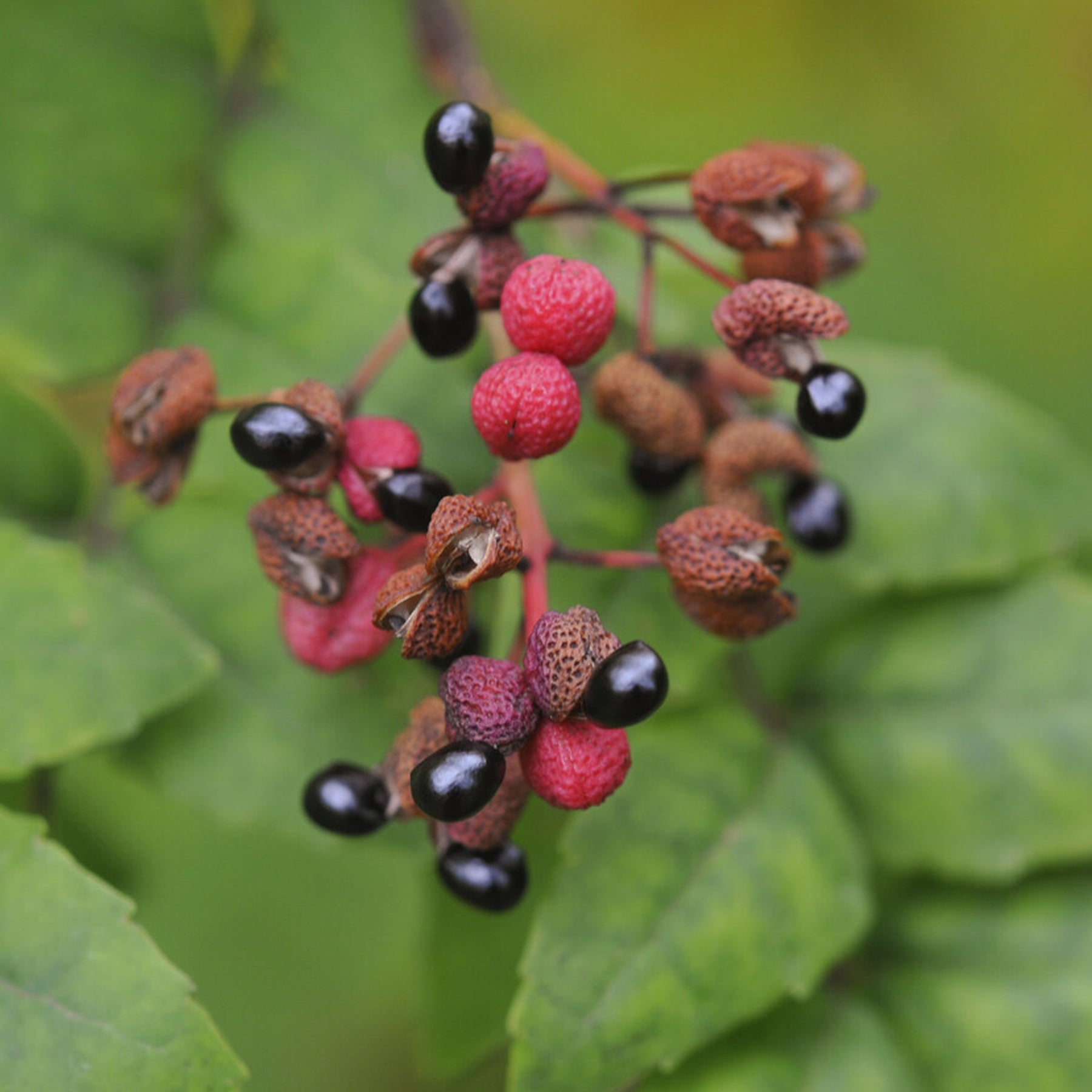 Arbustes exotiques - Poivrier du Sichuan - Zanthoxylum piperitum