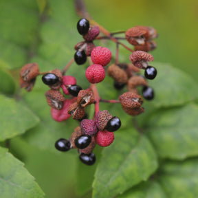 Arbustes exotiques - Poivrier du Sichuan - Zanthoxylum piperitum