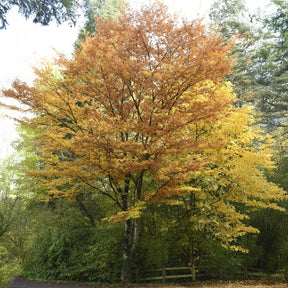 Orme de Sibérie - Zelkova serrata - Willemse